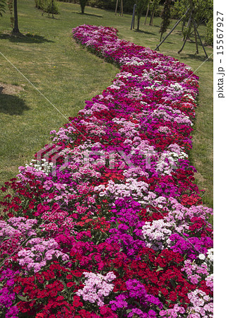 花壇を埋める撫子の花の写真素材