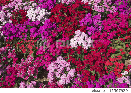 花壇を埋める撫子の花の写真素材