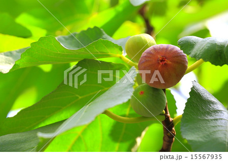 イチジクの実が熟し始める イチジクの実が熟し始める 15567935