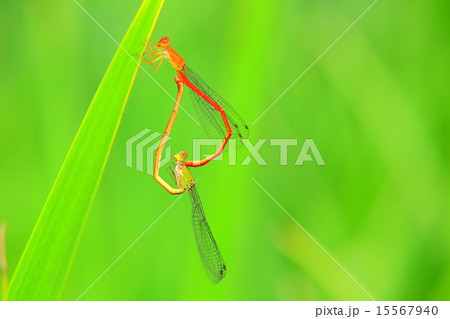 ベニイトトンボの交尾 15567940