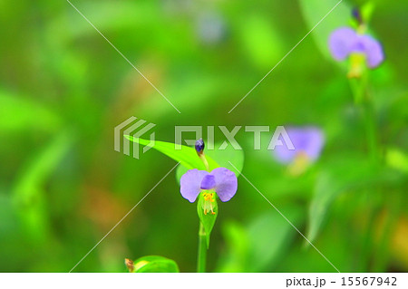 つゆ草の色変わり つゆ草の色変わり 15567942