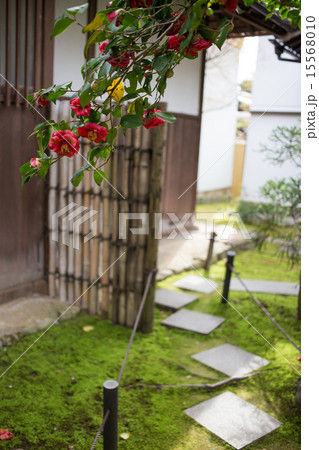 霊鑑寺、苔床の露地と椿 15568010