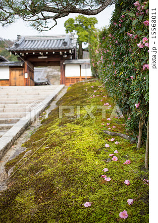 霊鑑寺、山門石段の苔床と散椿 15568011