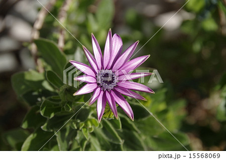 オステオスペルマム~アキラ~ オステオスペルマム~アキラ~ 15568069