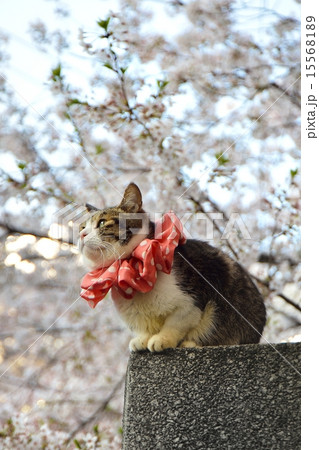 桜と猫 桜と猫 15568189