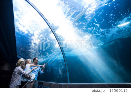 Happy family looking at fish in a tank Happy family looking at fish in a tank 15569112