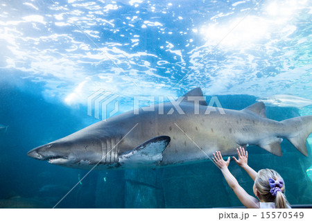 Young woman touching a shark tank 15570549