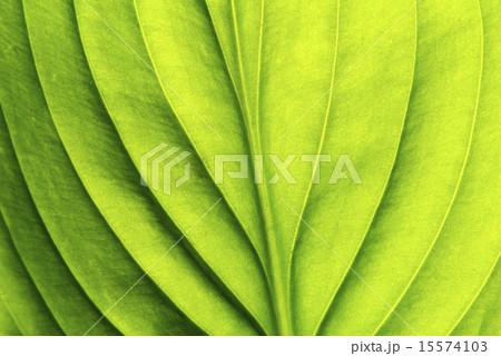 leaf background 15574103