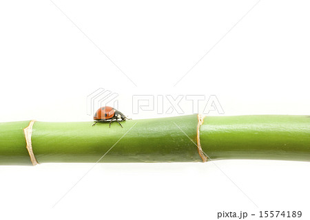 ladybug ladybug 15574189