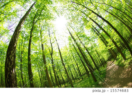 green forest green forest 15574683