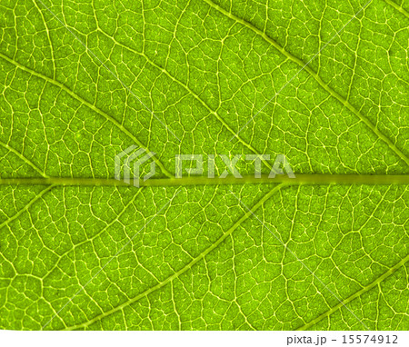 leaf background leaf background 15574912