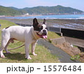 海岸のフレンチブルドッグ 15576484