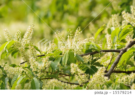 イヌザクラ 15579214