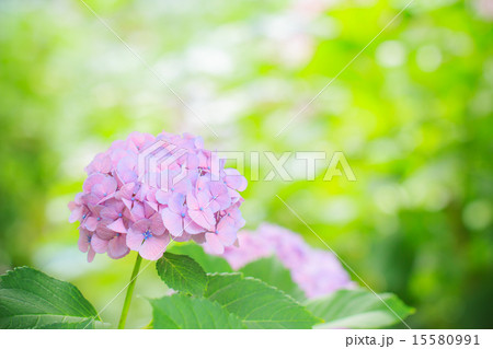 紫陽花の花 15580991