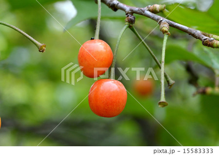 さくらんぼ 15583333