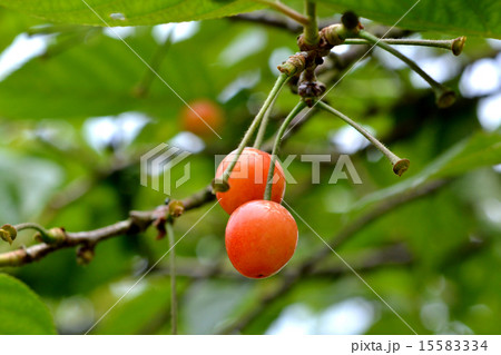 さくらんぼ 15583334