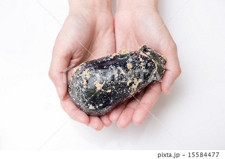 ナス ナス 15584477