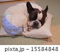 おむつ犬 15584848