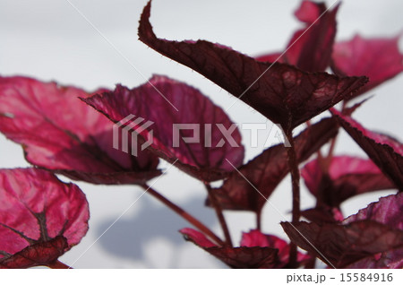 ファイヤーベゴニア 15584916