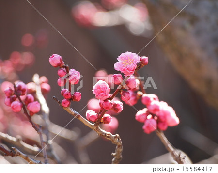 梅の花 15584917