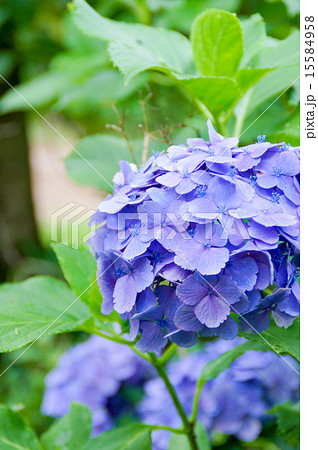 紫陽花 15584958