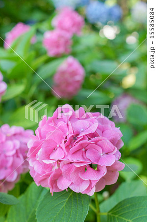 紫陽花 15585084