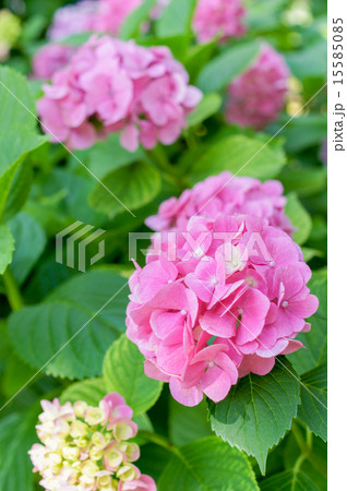紫陽花 紫陽花 15585085