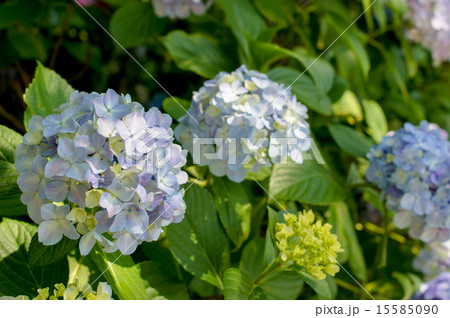 紫陽花 15585090