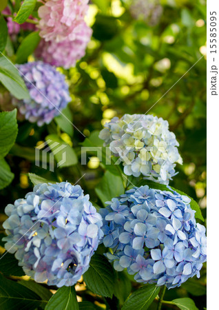 紫陽花 紫陽花 15585095