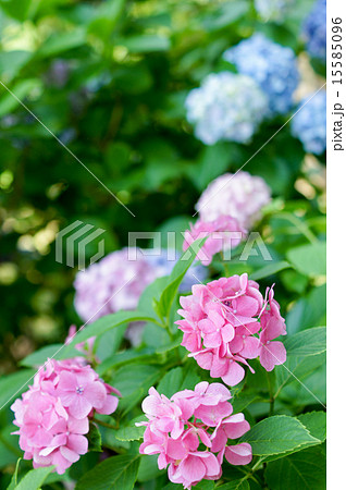 紫陽花 紫陽花 15585096