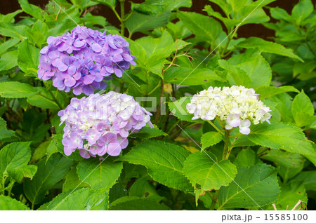 紫陽花 15585100