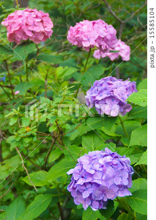 紫陽花 紫陽花 15585104