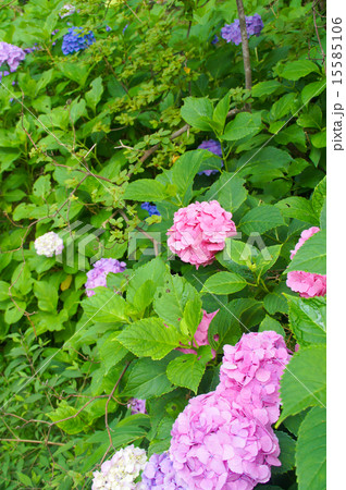 紫陽花 紫陽花 15585106