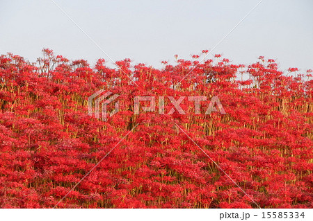 彼岸花 15585334