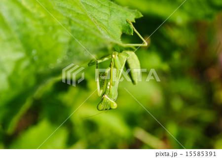 Grasshopper perching on a leaf 15585391