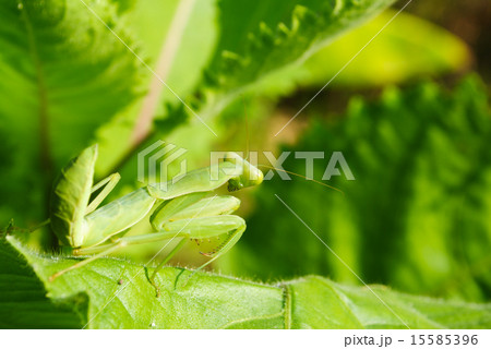 Grasshopper perching on a leaf 15585396