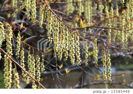 キブシ キブシ 15585449