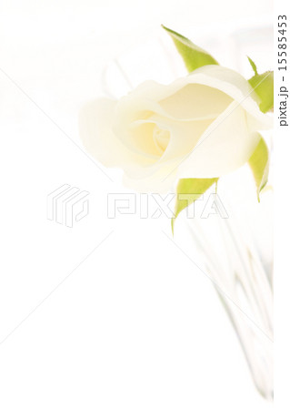 バラ・アイスバーグ 15585453