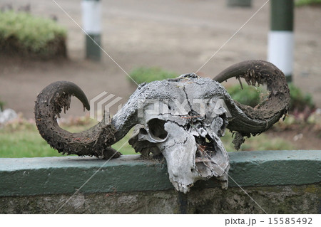 アフリカの大地 15585492