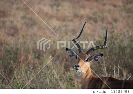 アフリカの大地 15585493