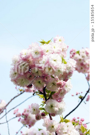 八重桜・ショウゲツ 15585654