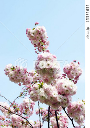 八重桜・ショウゲツ 15585655