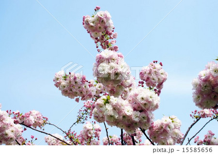 八重桜・ショウゲツ 15585656