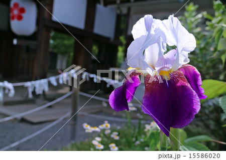 ジャーマンアイリス 15586020
