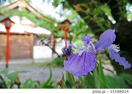 ジャーマンアイリス ジャーマンアイリス 15586024