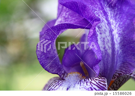 ジャーマンアイリス ジャーマンアイリス 15586026