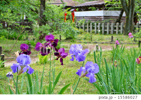 ジャーマンアイリス 15586027