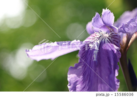 ジャーマンアイリス ジャーマンアイリス 15586036