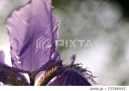 ジャーマンアイリス 15586042