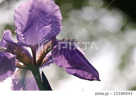 ジャーマンアイリス ジャーマンアイリス 15586043